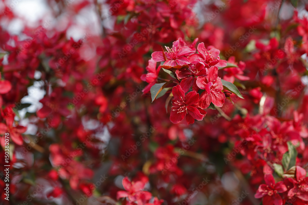 Chinese flowering crab-apple blooming Chinese flowering crab-apple blooming