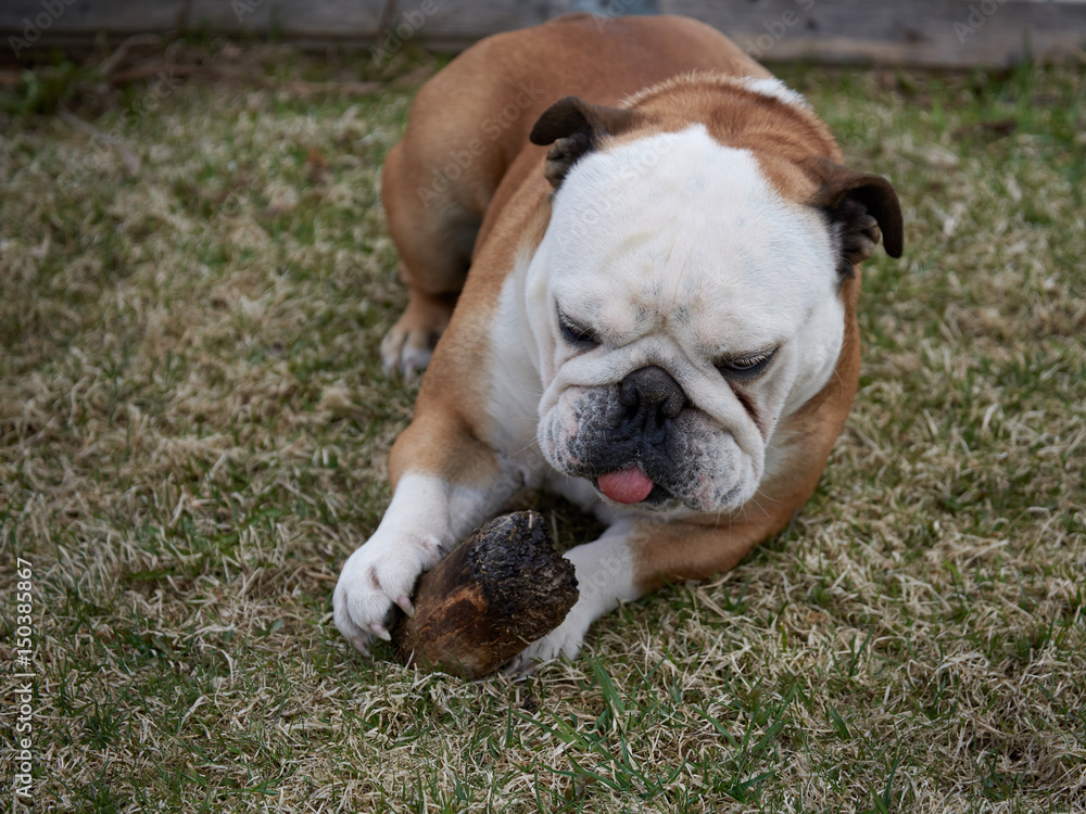 English bulldog playing with wooden stick on grass background.