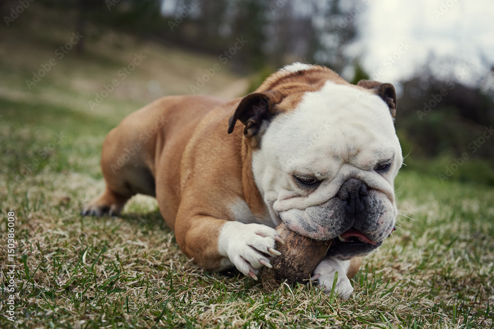 English bulldog gnawing wooden stick on nature background. English bulldog gnawing wooden stick on nature background.
