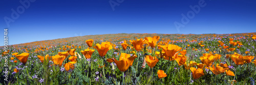 Fototapeta Wild California Poppies at Antelope Valley California Poppy Reserve