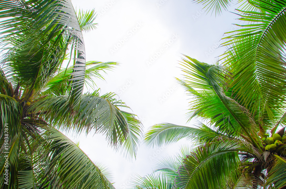Fototapeta premium COCONUT TREE