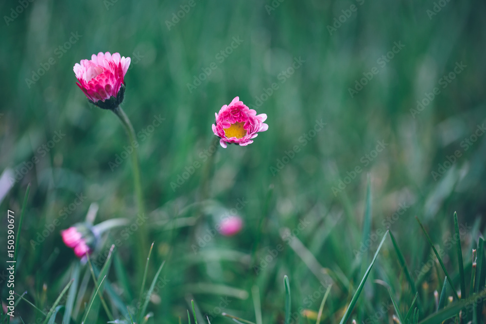 close up of blossoming flower in spring with shallow focus close up of blossoming flower in spring with shallow focus