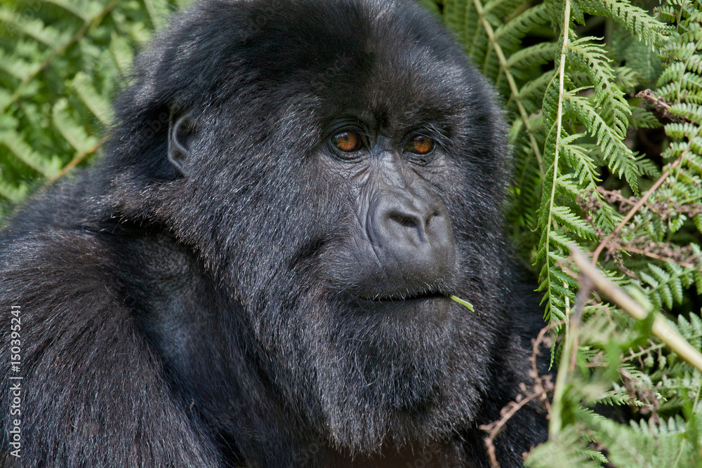 Mountain Gorilla, Volcanoes National Park, Rwanda Mountain Gorilla, Volcanoes National Park, Rwanda