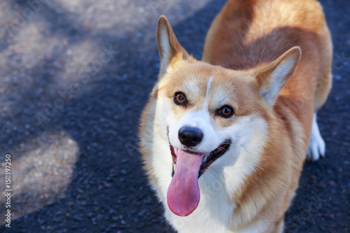 Welsh Corgi Pembroke