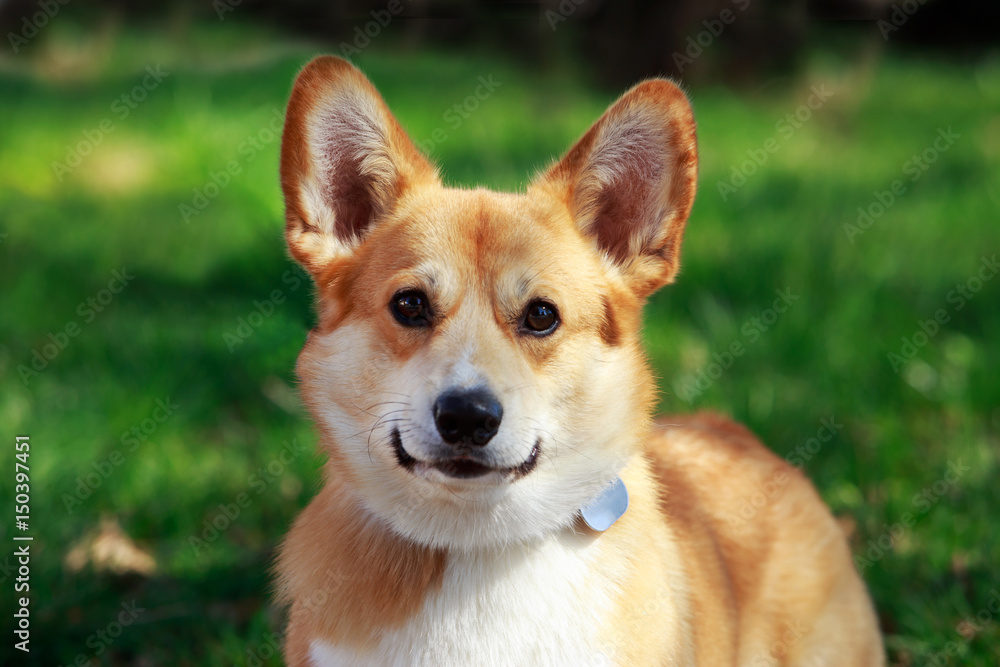 Welsh Corgi Pembroke Welsh Corgi Pembroke