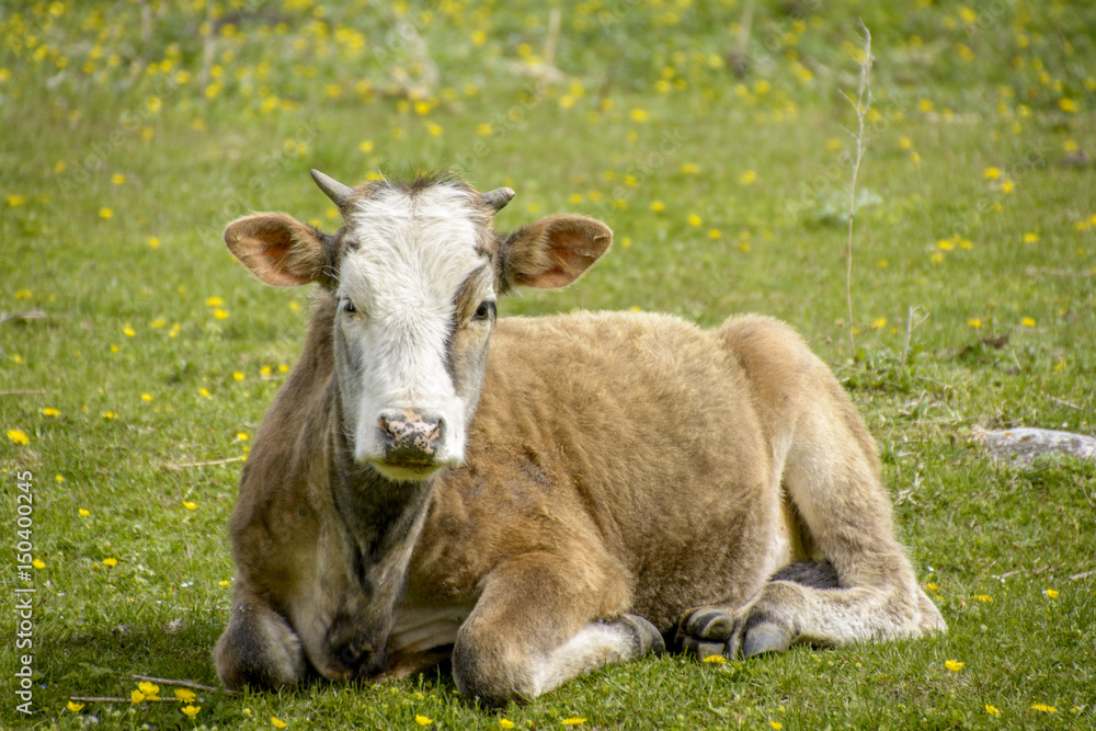 calf on a meadow