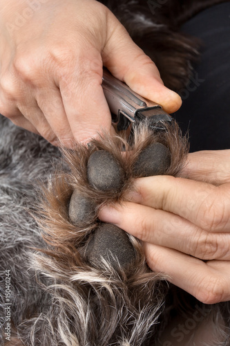 hands trimming claws of dog