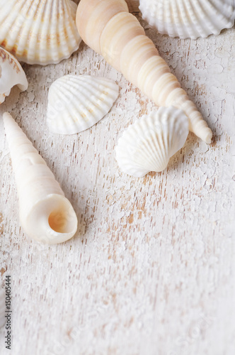 sea shell on a white wooden background