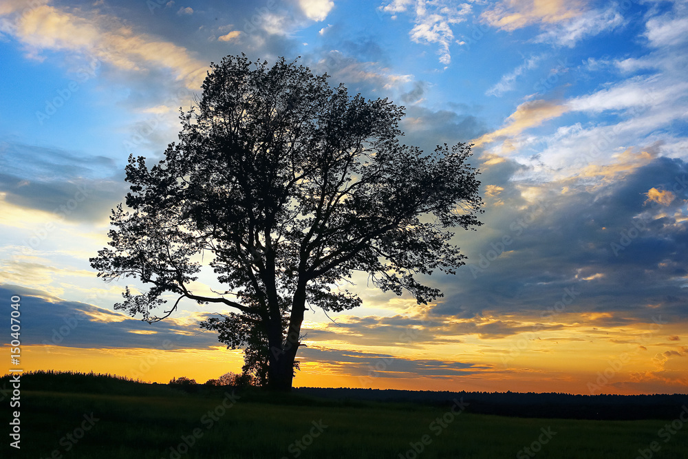 Grass in the field in the evening Grass in the field in the evening