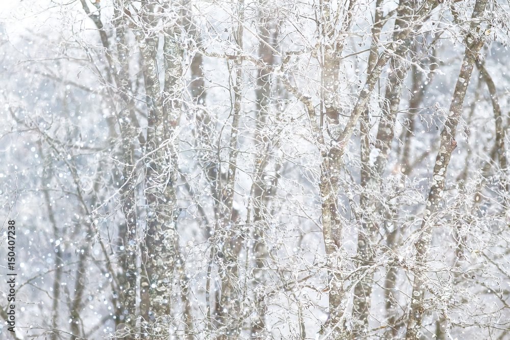 Fototapeta premium Snow-covered winter russian forest