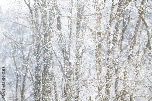 Snow-covered winter russian forest © kichigin19