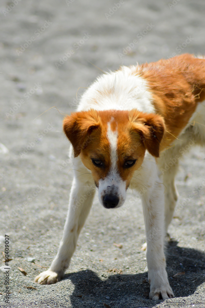 White and red-colored dog