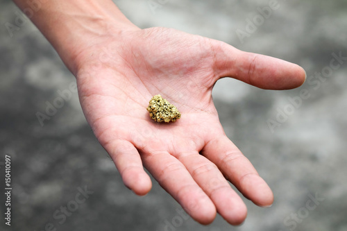 The pure gold ore found in the mine is in the hands of men.