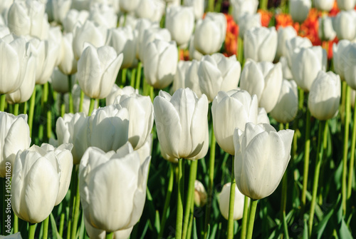 Red tulips. Beautiful bouquet of tulips. colorful tulips.