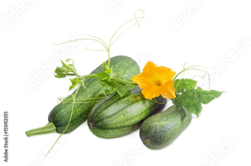 Zucchini and stalk with leaves, tendrils and flower