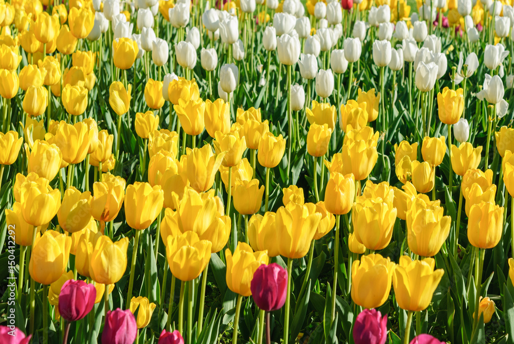 Red tulips. Beautiful bouquet of tulips. colorful tulips. Red tulips. Beautiful bouquet of tulips. colorful tulips.