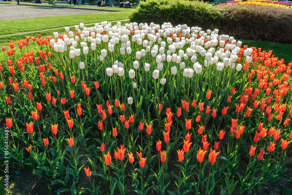 Red tulips. Beautiful bouquet of tulips. colorful tulips. Red tulips. Beautiful bouquet of tulips. colorful tulips.