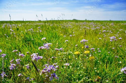 Blumenwiese im Frühling - Natur Landschaft