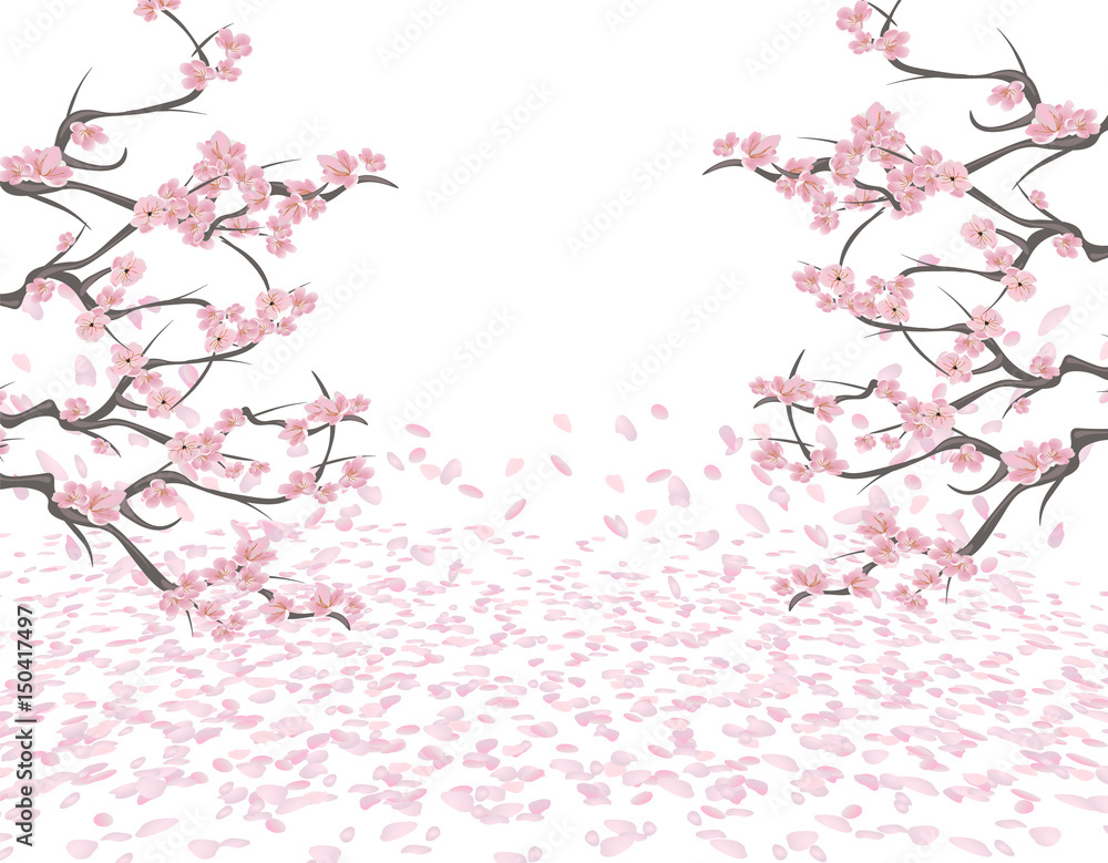 Branches of a blossoming pink cherry on both sides of the picture. Sakura. The petals fly in the wind and lie on the ground. Isolated on white background. illustration Branches of a blossoming pink cherry on both sides of the picture. Sakura. The petals fly in the wind and lie on the ground. Isolated on white background. illustration
