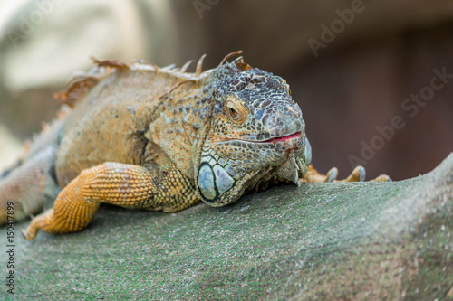 Iguane.