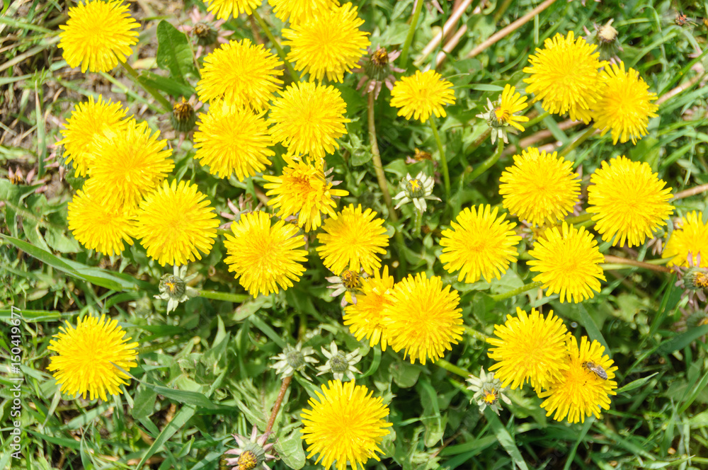 Close up of blooming yellow dandelion flowers Taraxacum officinale Close up of blooming yellow dandelion flowers Taraxacum officinale