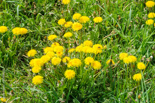 Close up of blooming yellow dandelion flowers Taraxacum officinale