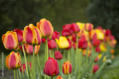 Tulipa  Flower tulips background. Beautiful view of color tulips