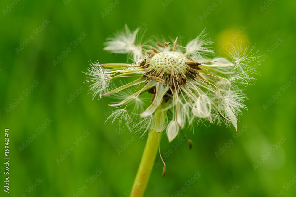 Fototapeta premium Spring flowers beautiful dandelions in green grass.