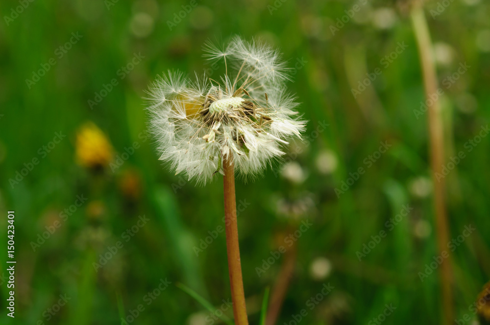 Spring flowers beautiful dandelions in green grass. Spring flowers beautiful dandelions in green grass.