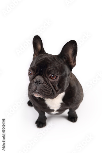 Black french bulldog on white background