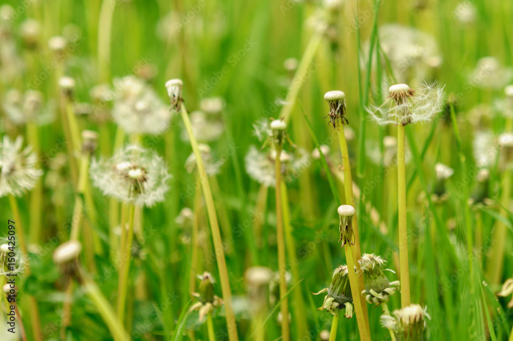 Spring flowers beautiful dandelions in green grass. Spring flowers beautiful dandelions in green grass.