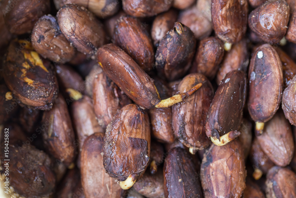 Cocoa seed sprouting background Cocoa seed sprouting background