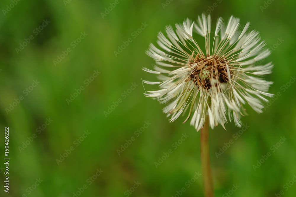 Fototapeta premium Spring flowers beautiful dandelions in green grass.