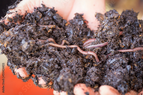 earthworm on a heap of soil on hands.