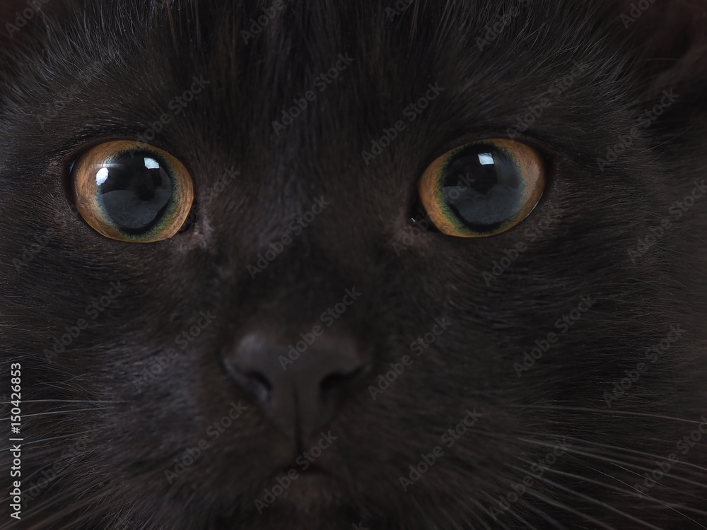 Cat eyes, black fur. Cat with yellow green eyes