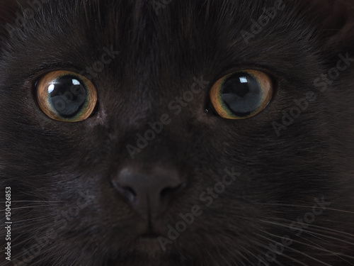 Cat eyes, black fur. Cat with yellow green eyes