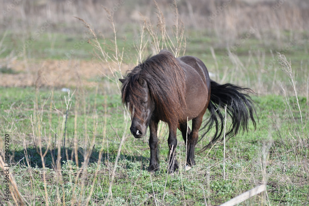 Pony on farm Pony on farm