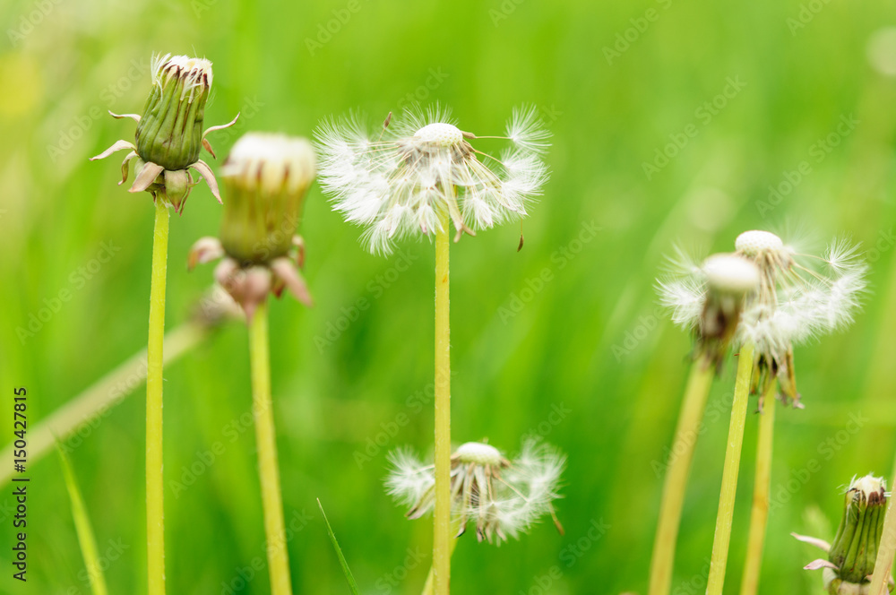 Spring flowers beautiful dandelions in green grass. Spring flowers beautiful dandelions in green grass.