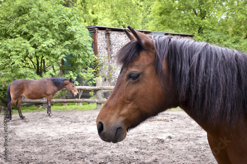 Bild auf Leinwand Close up of a pony head