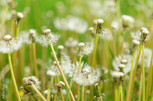 Spring flowers beautiful dandelions in green grass.