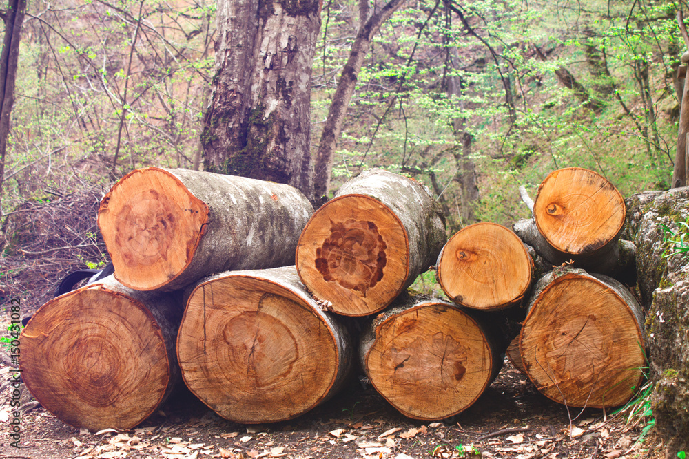Cut tree logs stacked up in the forest. Cut tree logs stacked up in the forest.
