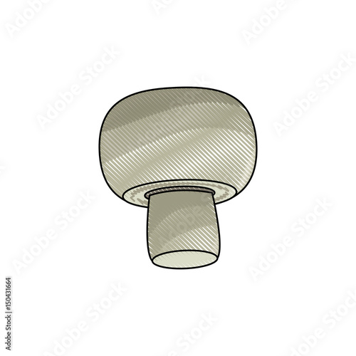 drawing mushroom vegetable nutrition food healthy vector illustration