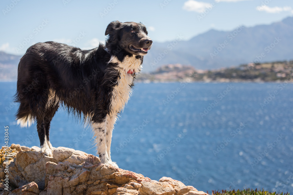 Border Collie dog standing on rock on the coast of Corsica