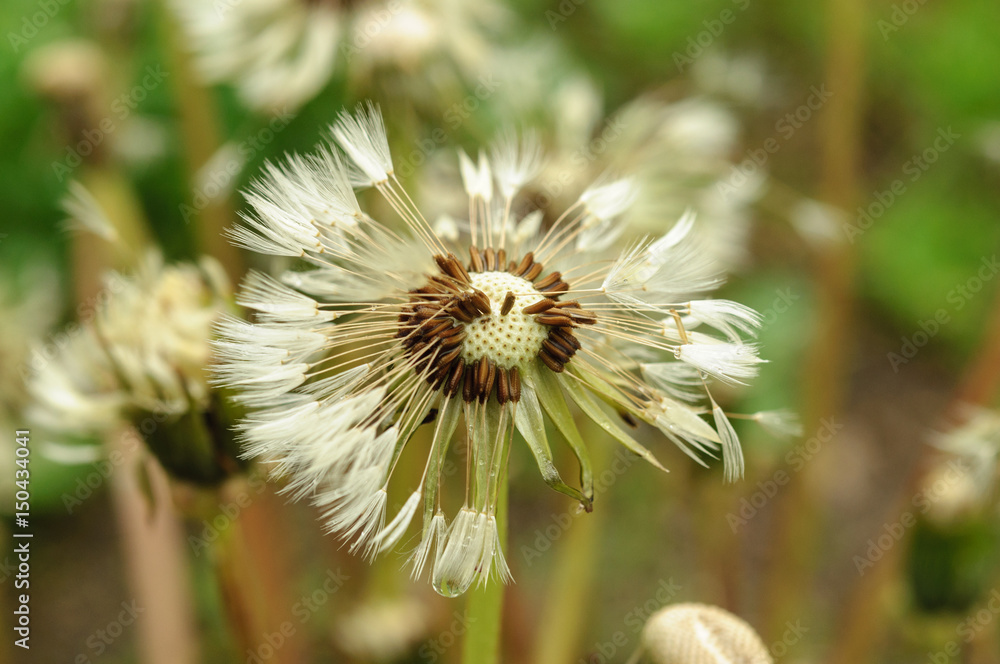 Close-up of wet dandelion seed with drops Close-up of wet dandelion seed with drops