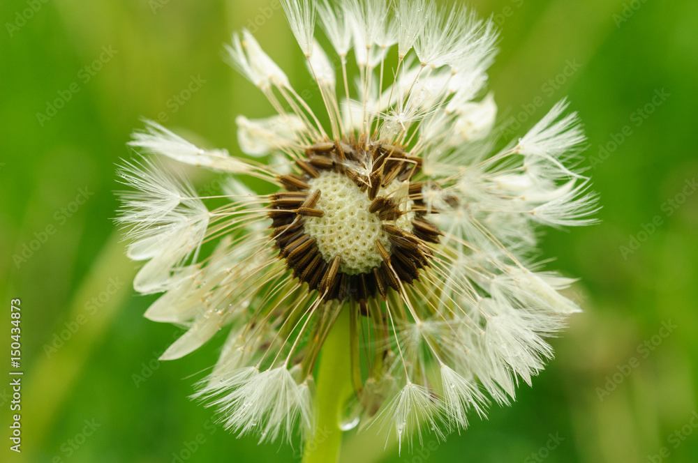 Close-up of wet dandelion seed with drops Close-up of wet dandelion seed with drops