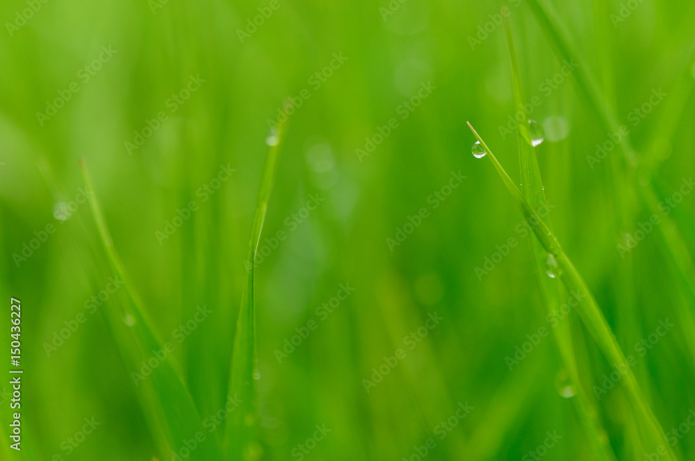 Fototapeta premium green grass with water drops