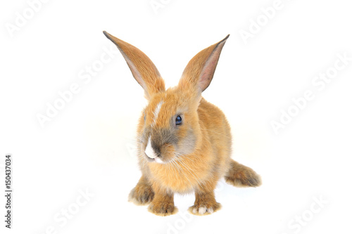 The rabbit in a white background © pdm