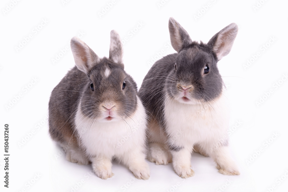 Cute little rabbits isolated Cute little rabbits isolated