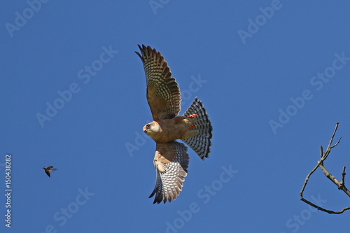 Female red-footed falcon, Falco Vespertinus, taking off from a tree branch to capture a large beetle in flight against blue skies