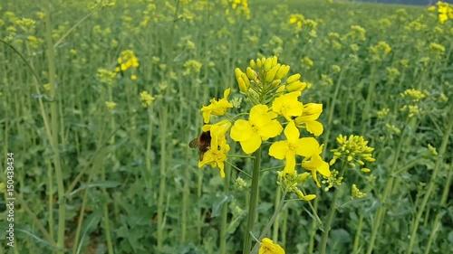 Bee to collect nectar from the raps plant